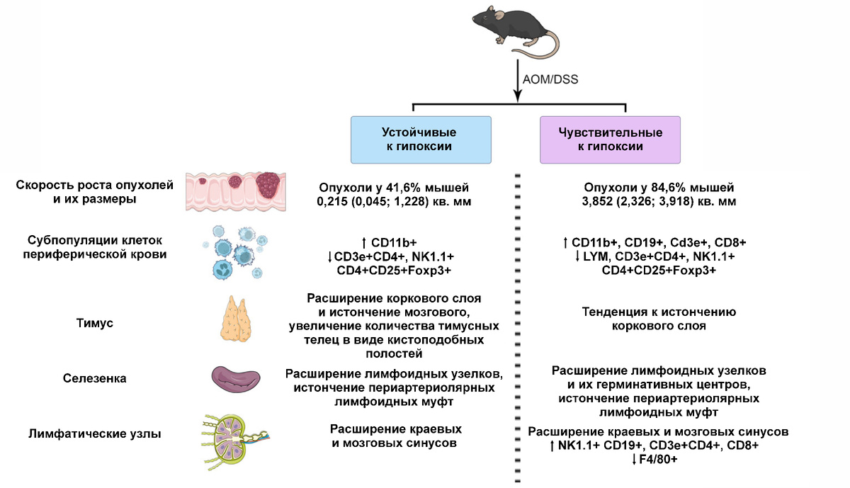 Графическое резюме исследования. Источник: Dzhalilova et al. / PeerJ, 2025
