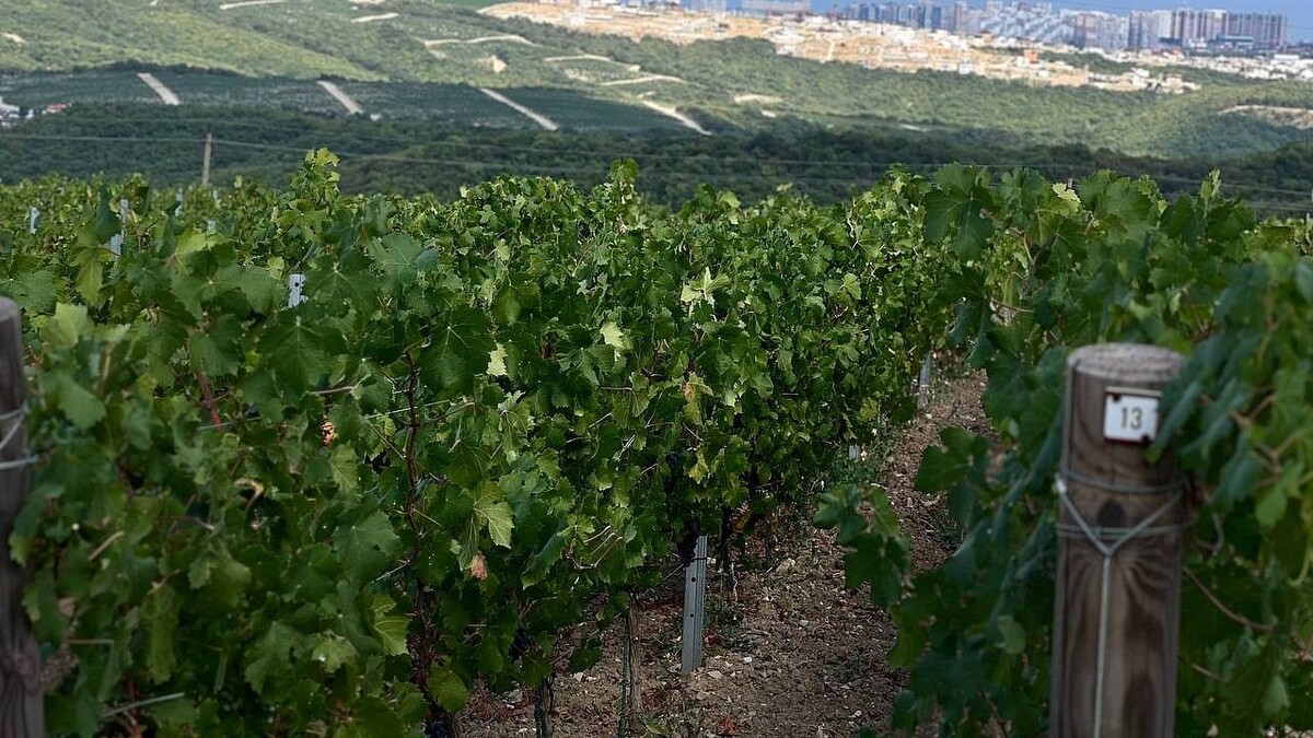    Фото: телеканал «Краснодар»