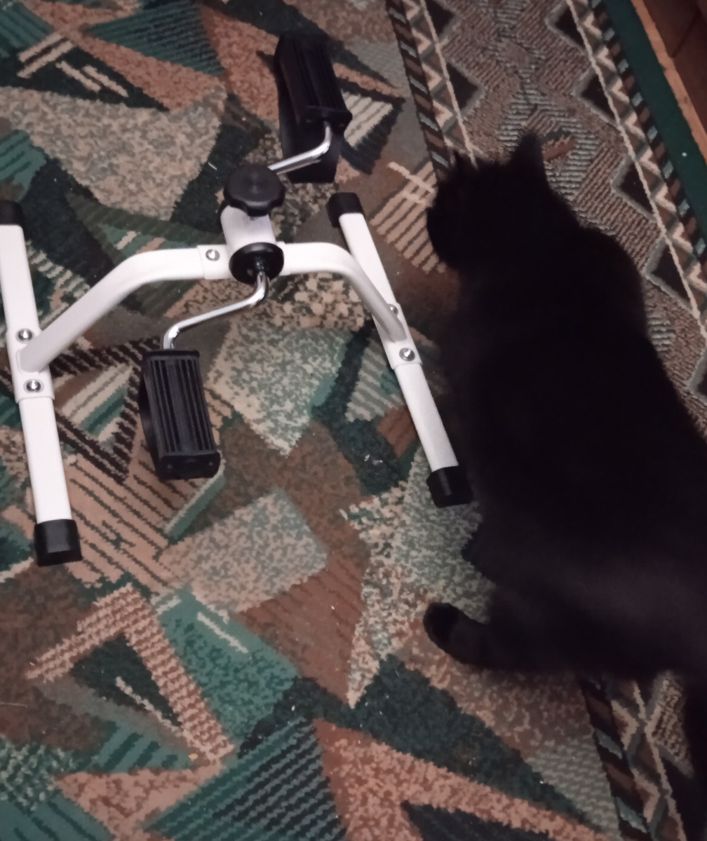 Обнюхивание новых предметов это обязательный ритуал. 