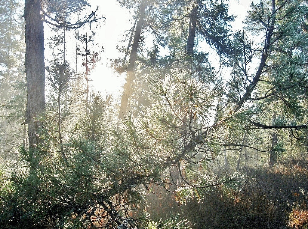 Фото Татьяны Немшановой. Северная осенняя тайга. Восход солнца. Замерзшая капель на иглах кедра.