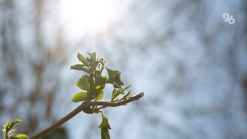      Фото: ИА «Победа26»
