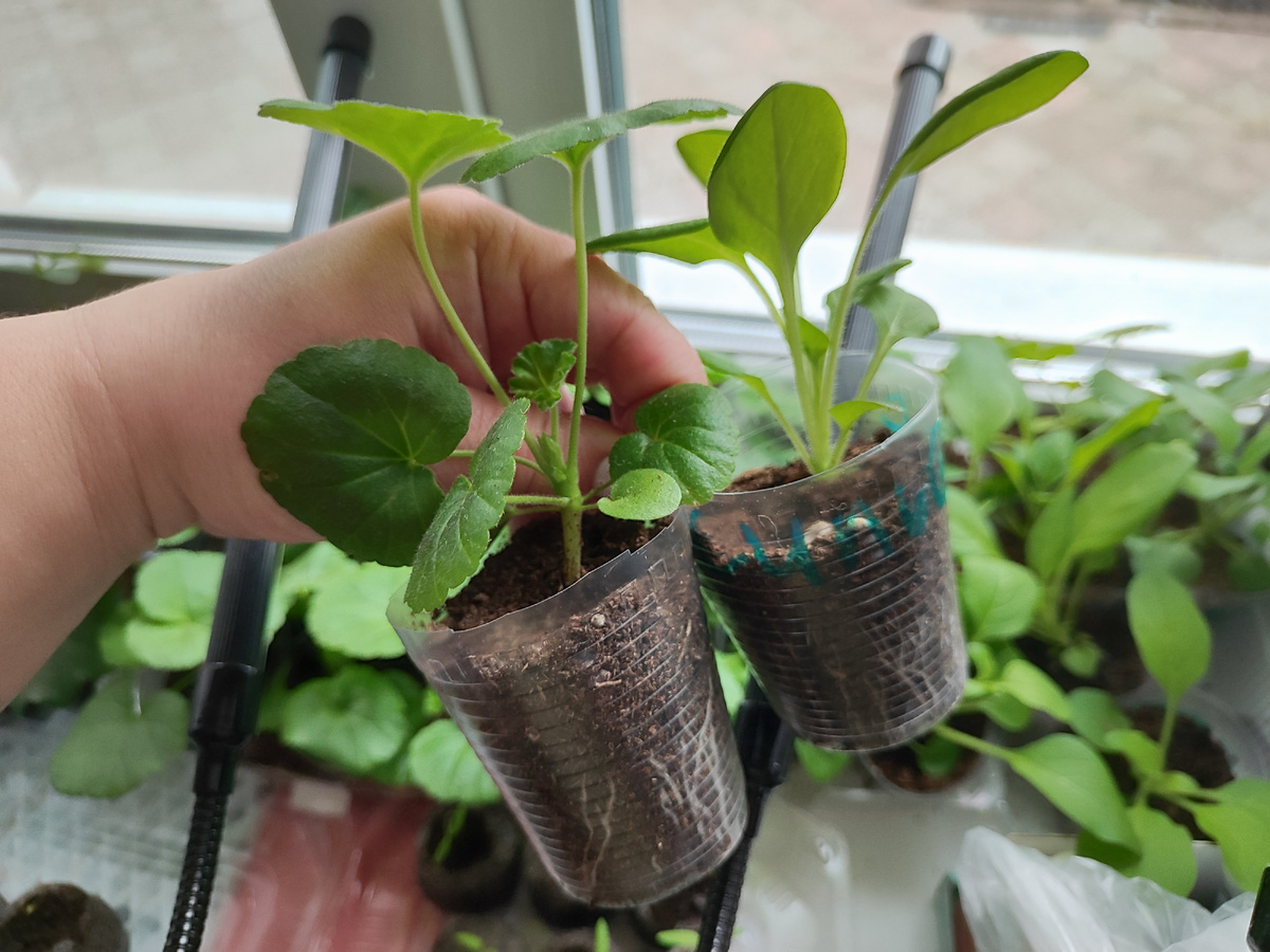 стаканчики с петуньями и пеларгониями из семян