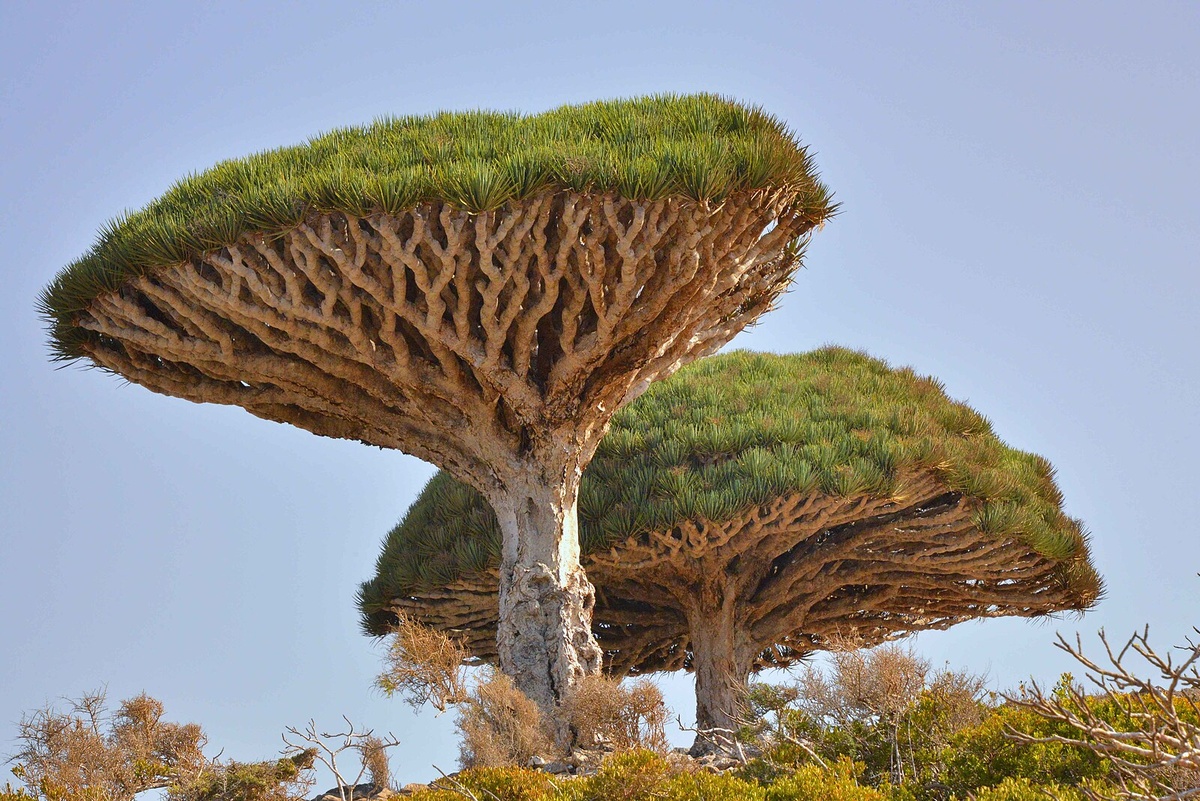 Dragon's Blood Tree (Dracaena cinnabari) — endemic to Socotra island, Yemen. Автор: Rod Waddington from Kergunyah, Australia