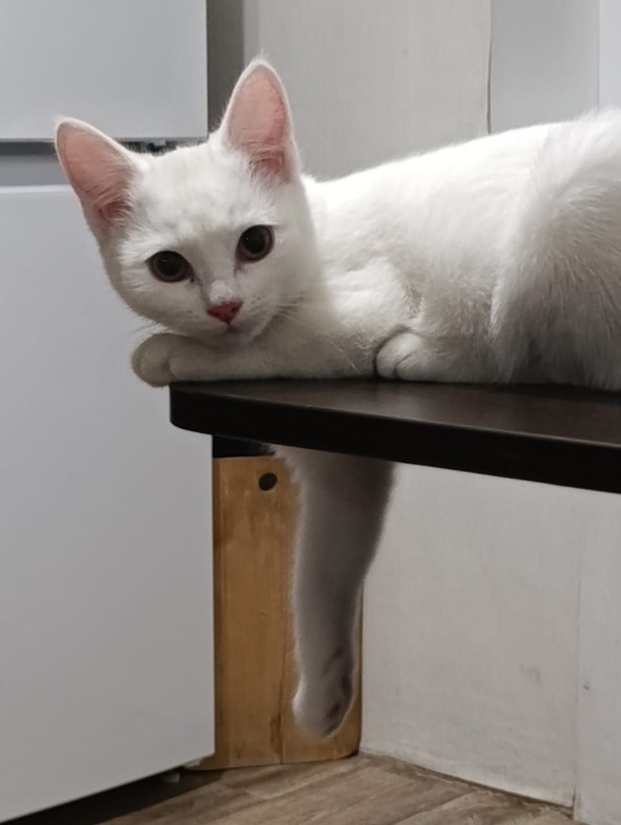 У Агнес всё замечательно: растёт, освоилась в доме и привыкла ко всем членам семьи.