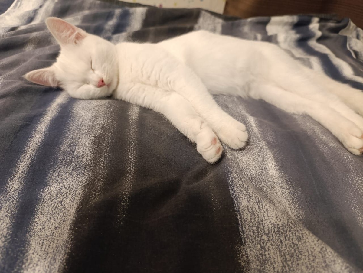 Счастливая жизнь: покушать, да поспать)