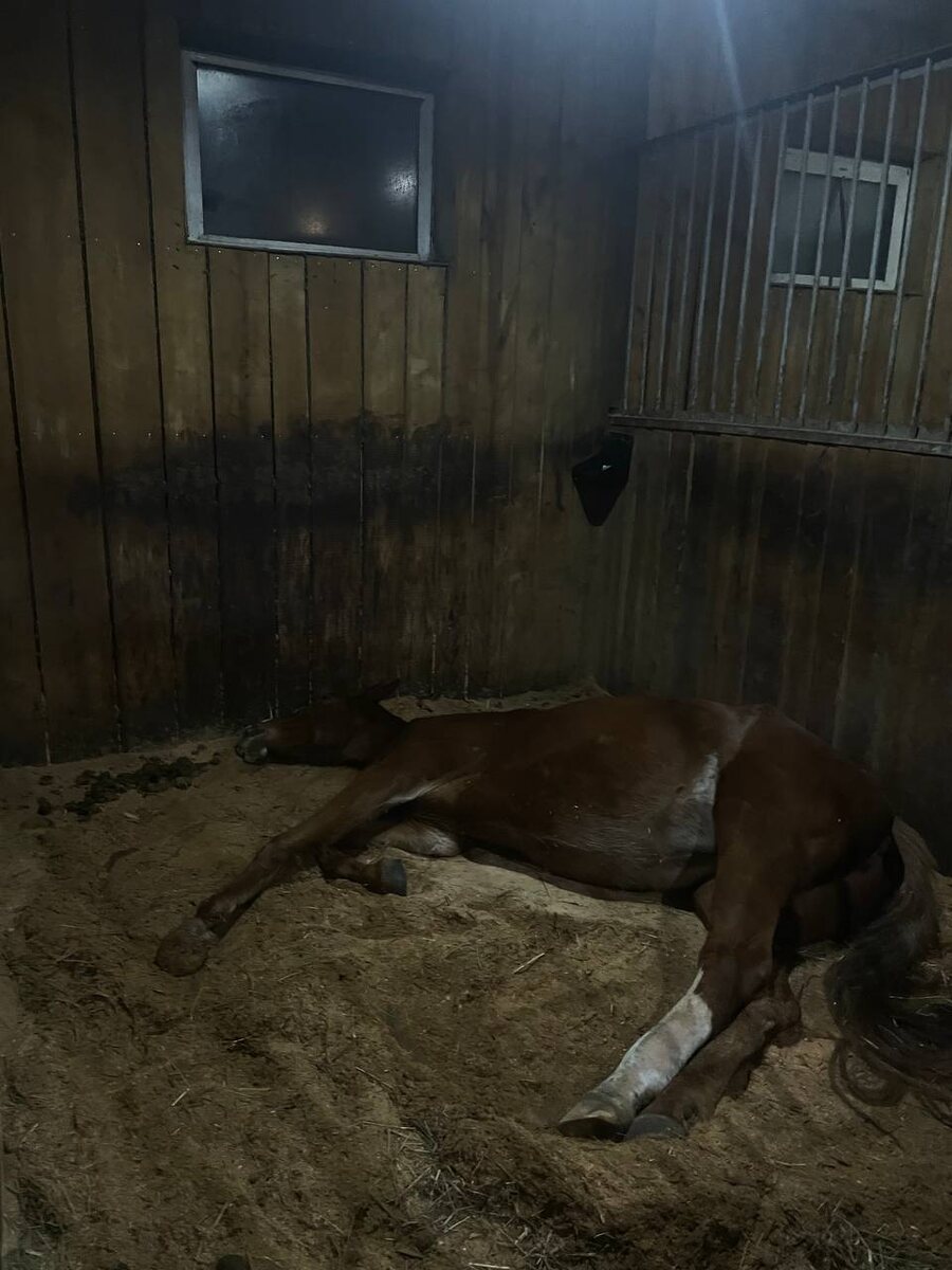 немного завидую им, когда они так спят :)