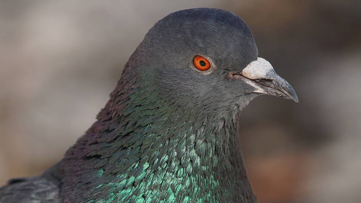    Фото: Анатолий Цымбалюк / Вечерняя Москва