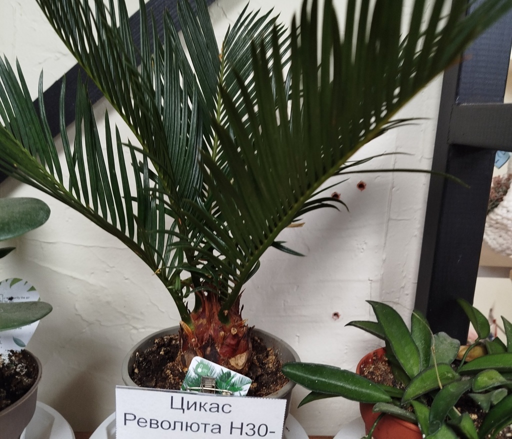  Цикас Революта