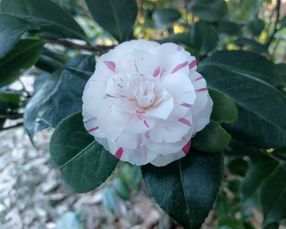 Адлер, Парк ЮК, камелия, март 2025 г.