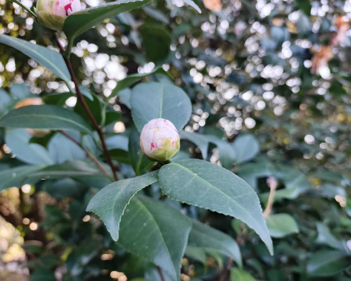 Адлер, Парк ЮК, камелия, март 2025 г.