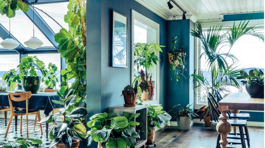     Комнатные растения: как вырастить кактус, фикус и не только. Советы от автора книги «С любовью к растениям» Екатерина Ушахина