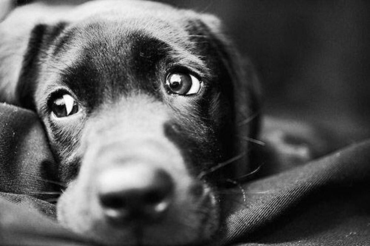 Источник картинки: tver.mk.ru