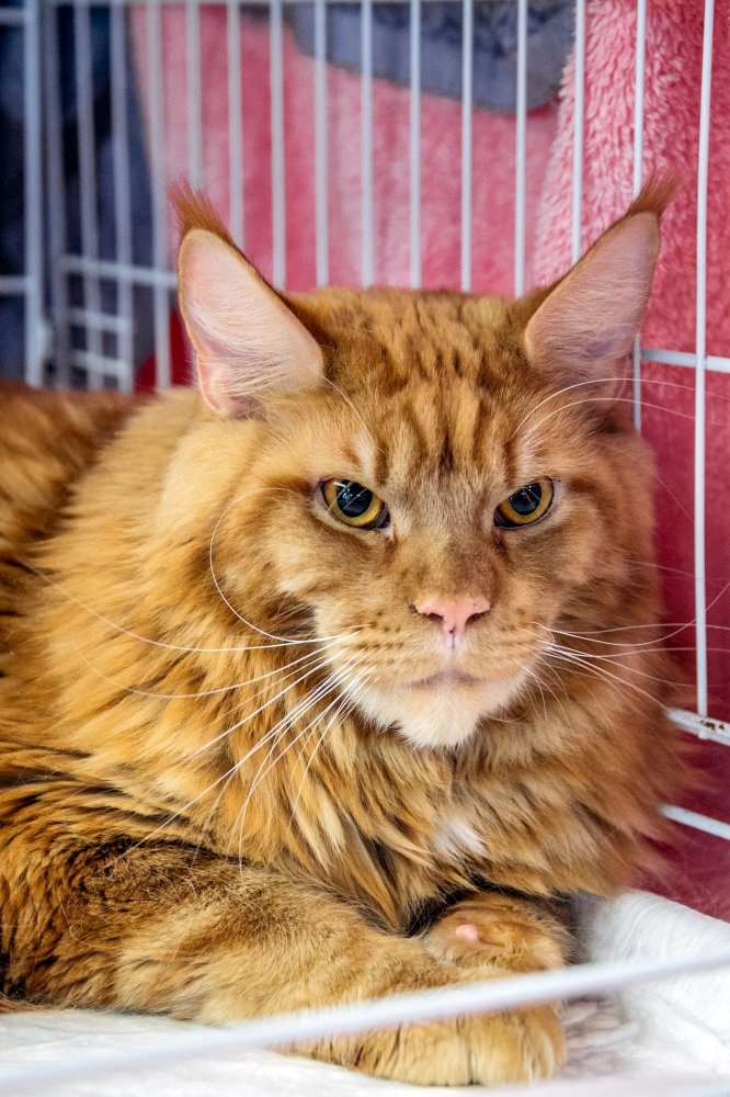    Усатые-полосатые: топ редких кошек, которые заводят югорчане