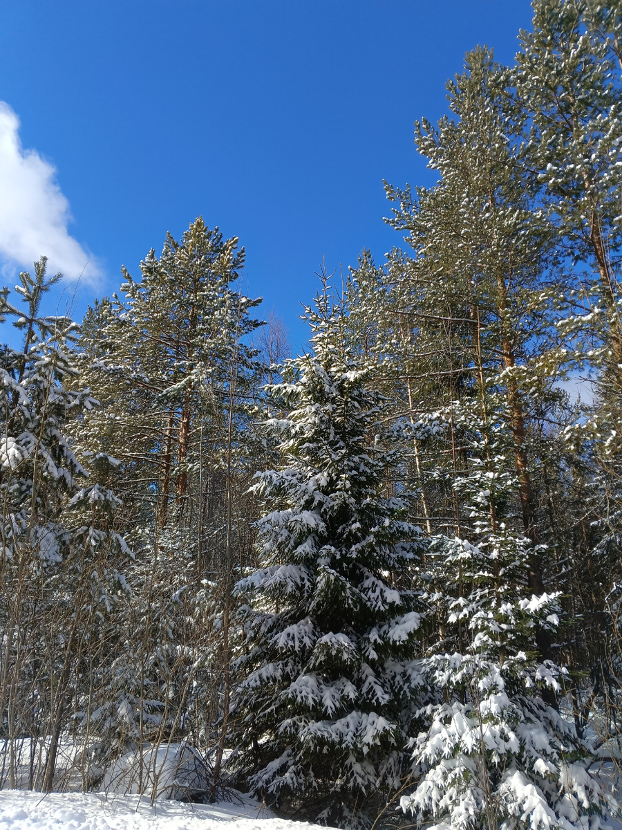 фото автора: сегодня у нас в Карелии вот так, появилось солнышко и жизнь заиграла новыми красками
