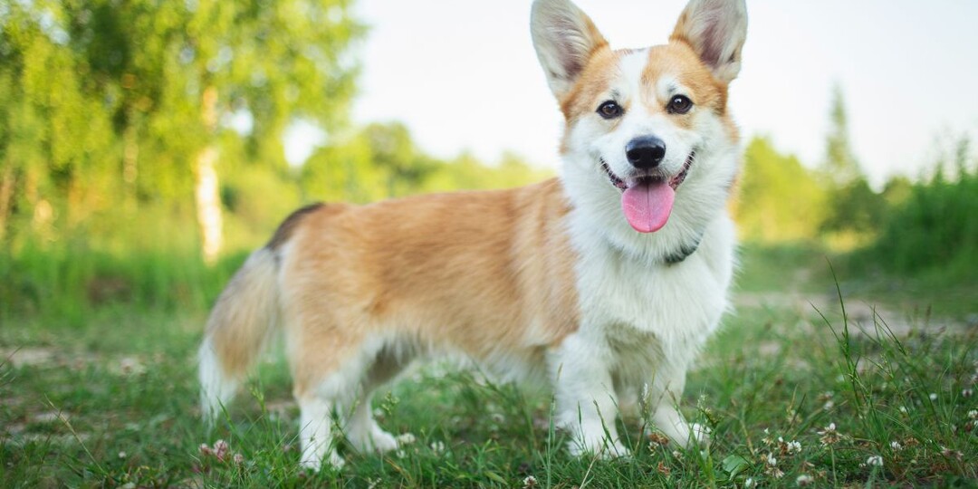 ТОП-20 популярных пород собак в России — кто занял первую строчку рейтинга?