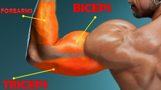По этой картинке можно понять, что трицепс имеют главную роль в формировании общего объема мускулатуры наших рук.