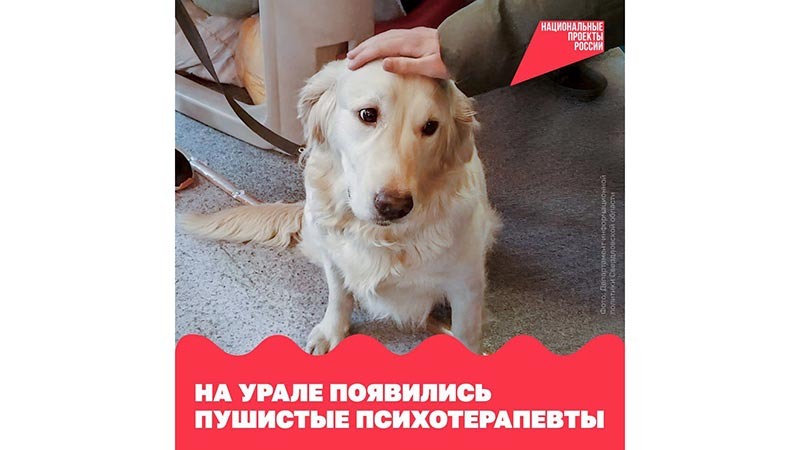    Помогают пушистые психотерапевты