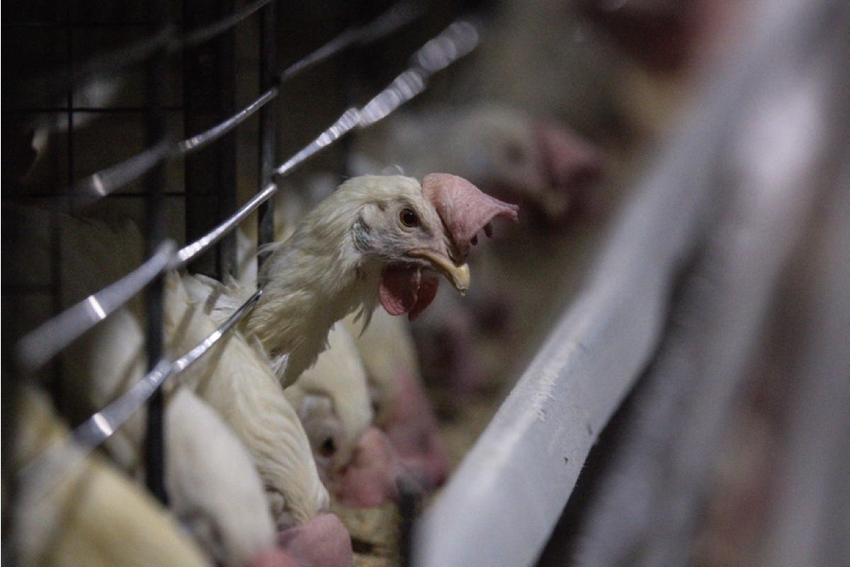 Chris McGrath / Getty Images📷По социальному контракту на ведение личного подсобного хозяйства выделяют до 100 тыс. руб.