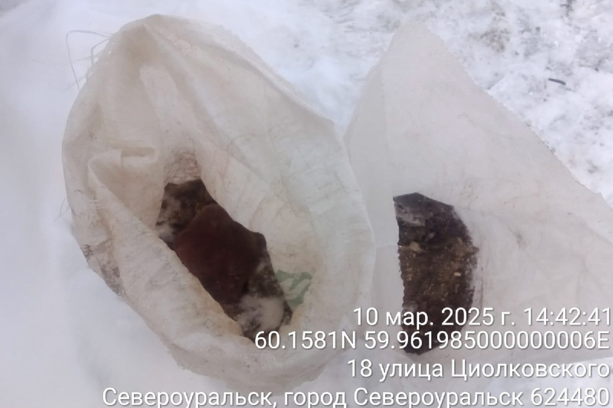    Фото: ВК-сообщество «Рифей»