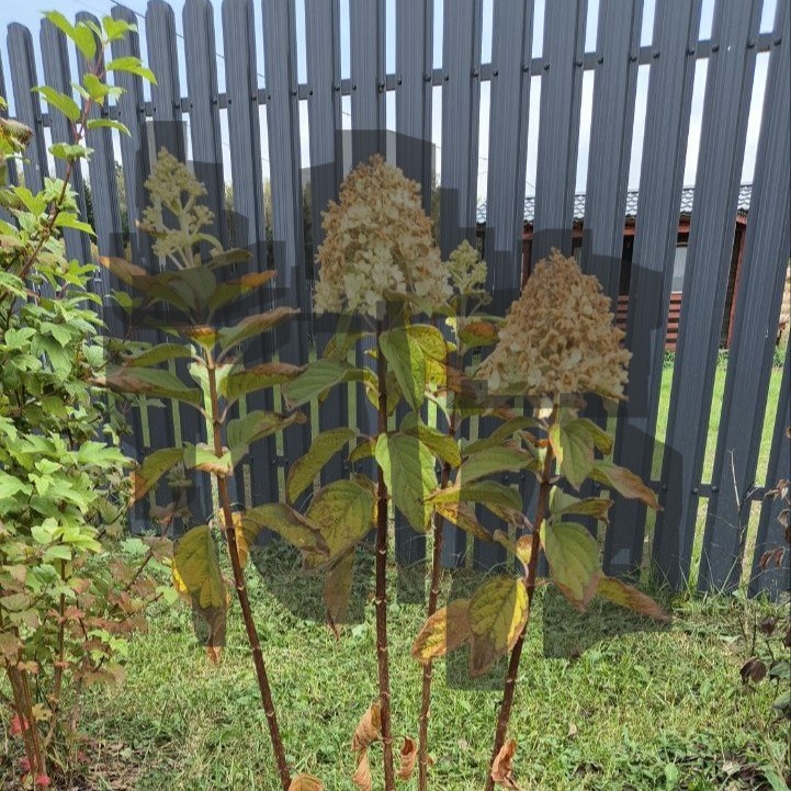 Схема обрезки автора канала Дом с кипарисами