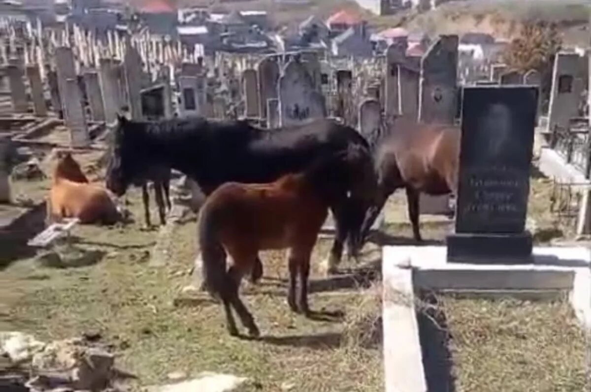    Жители посёлка в Махачкале жалуются, что лошади топчут могилы их близких