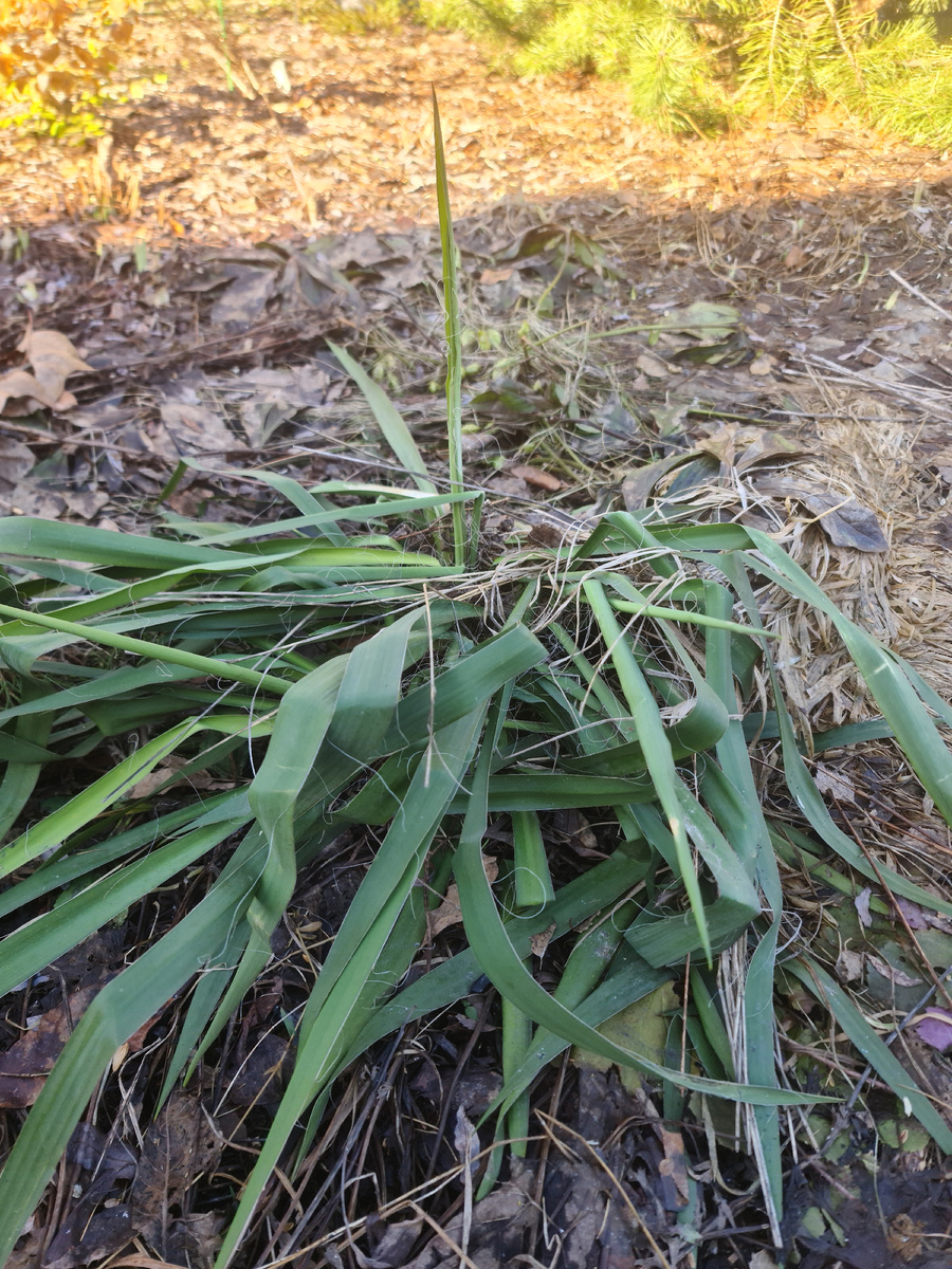 Юкка в моём саду