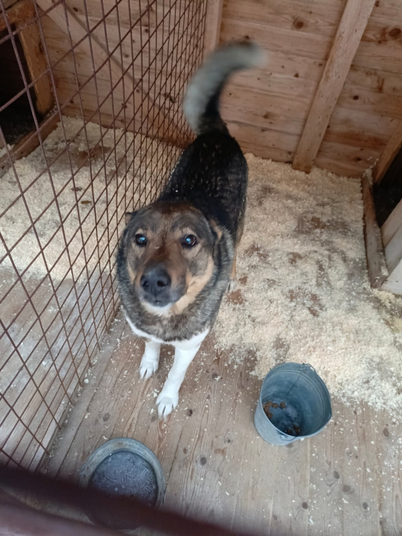    Ветеринары Карелии пристраивают четырехлапых друзейРеспубликанский центр ветеринарии (Карелия) / VK