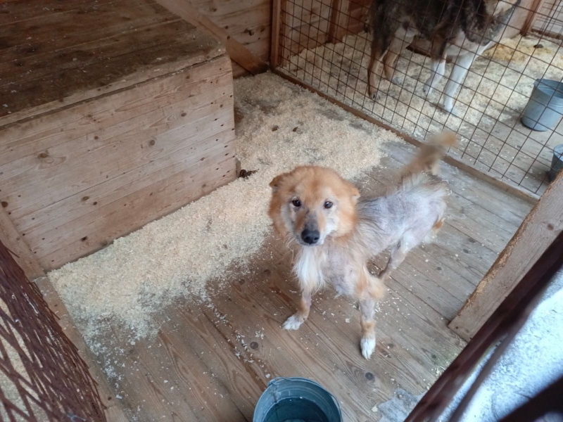    Ветеринары Карелии пристраивают четырехлапых друзейРеспубликанский центр ветеринарии (Карелия) / VK