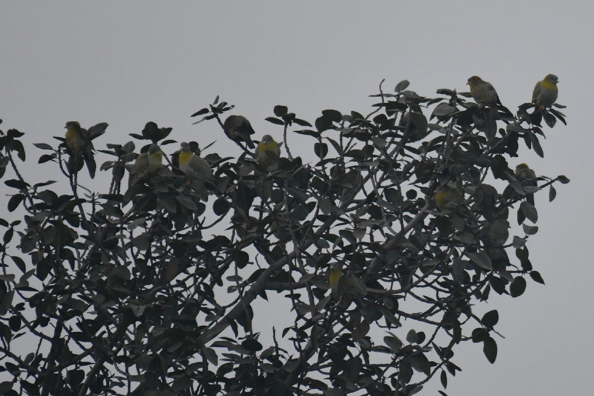 Дерево находилось очень далеко, можете увеличить фото и рассмотреть получше, сколько птичек вы насчитаете (все фото в статье мои).
