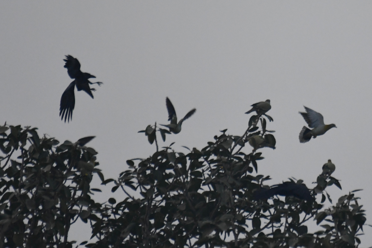 Хоть и не четкий, но интересный кадр с теми же голубями.