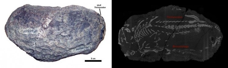 Естественный слепок неполной конечной камеры тринаксодона.