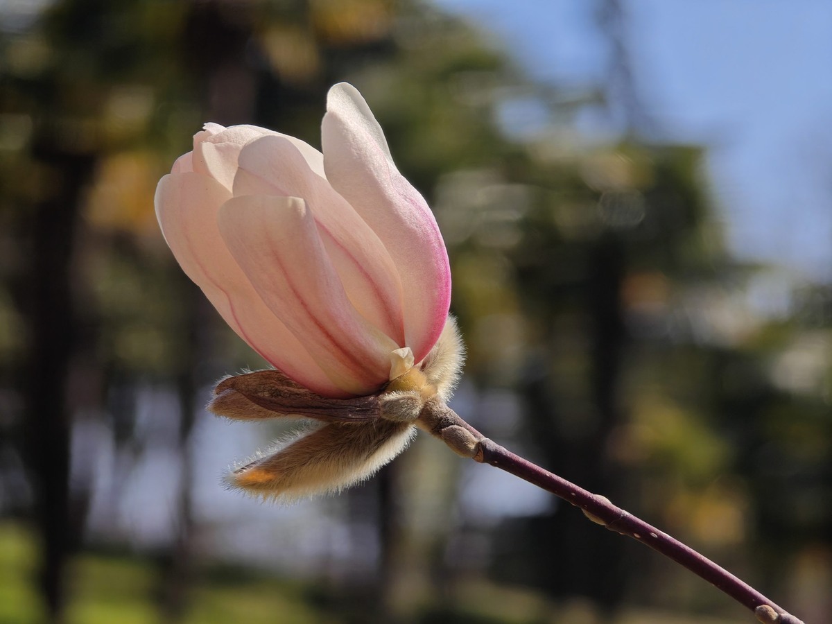 фото: пресс-служба Сочинского национального парка  📷
