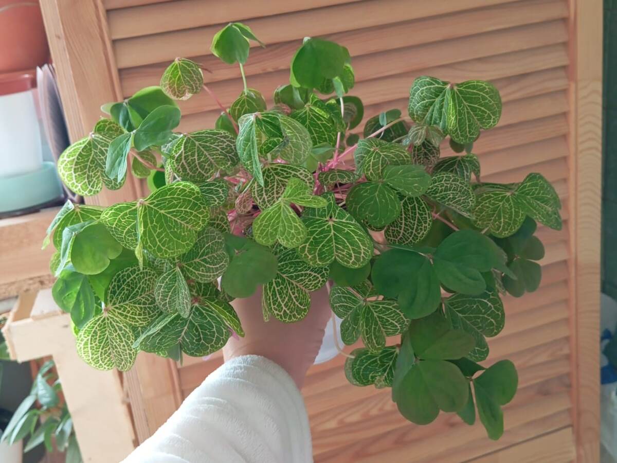 Кислица" Мартианская", бабочка, оксалис 