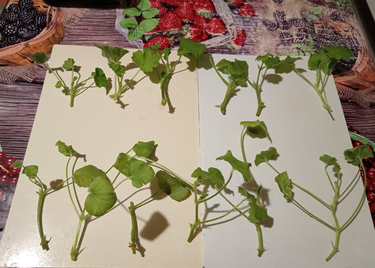 Подготовленные черенки.