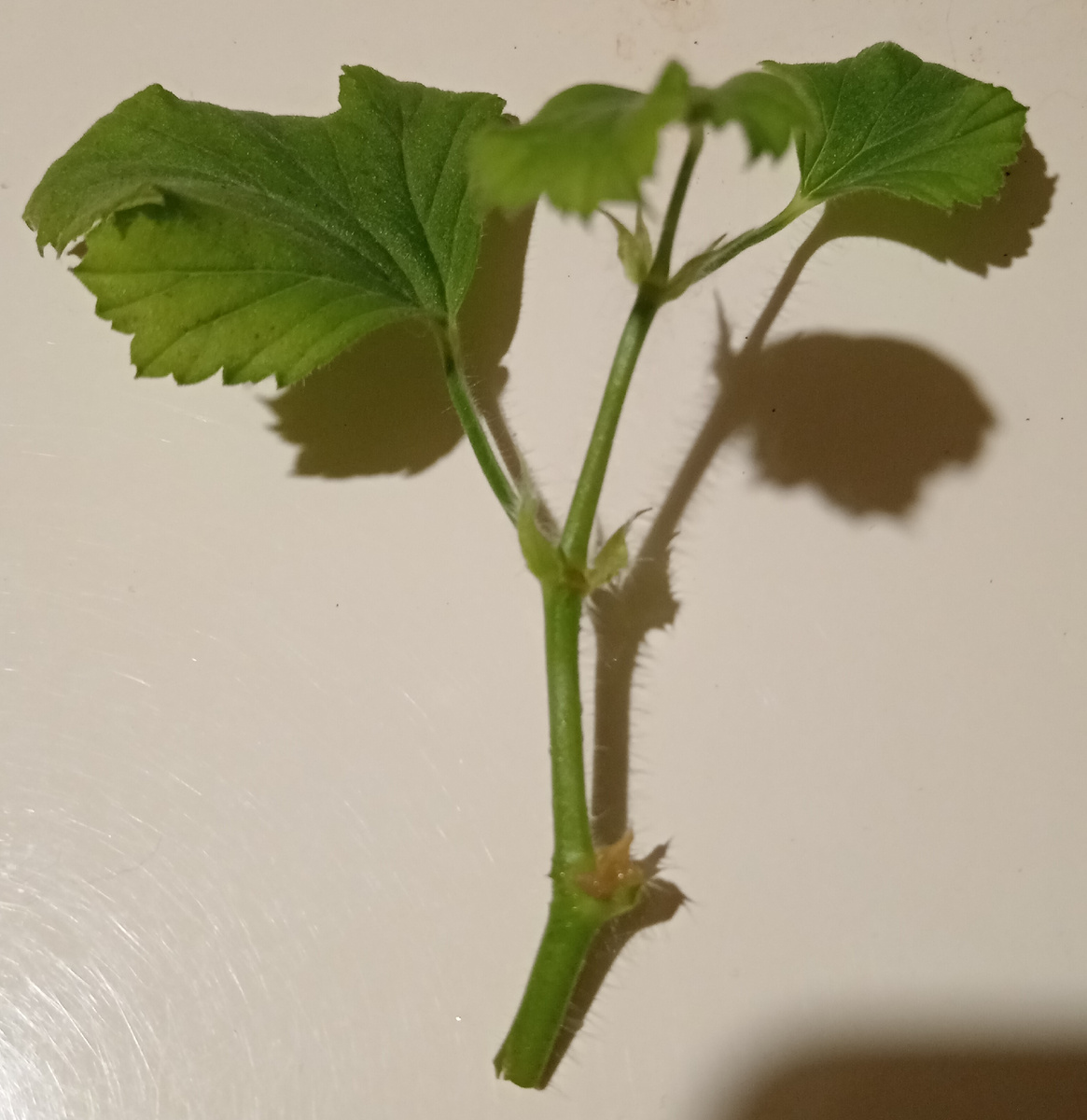 Идеальный вид черенка.