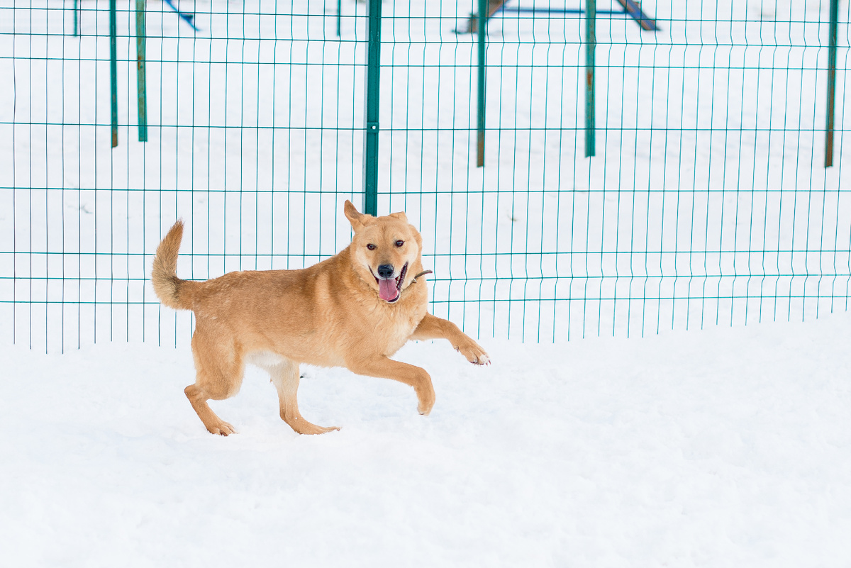 Наверное у них коленки болят? А иначе как не любить прогулки?