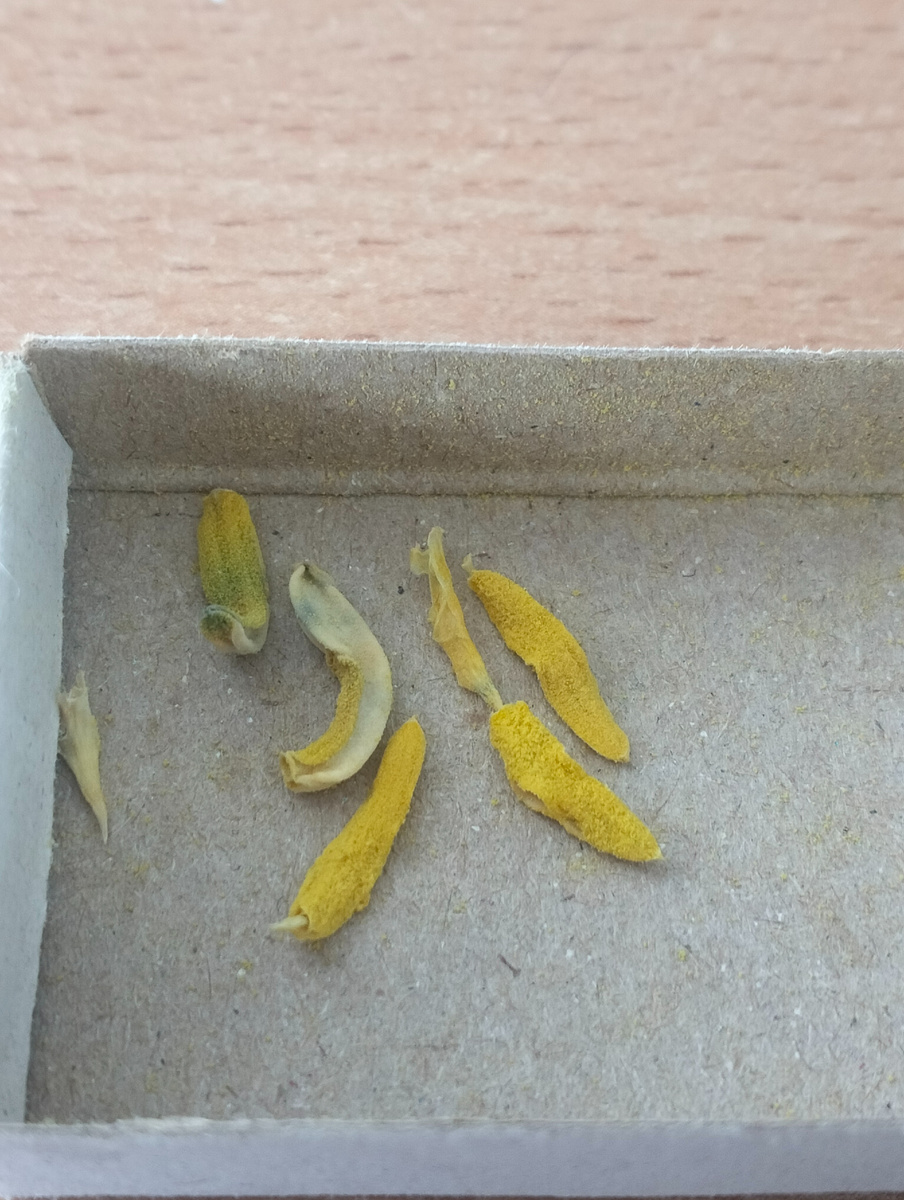 Взята пыльца одного из этих трёх тюльпанов 