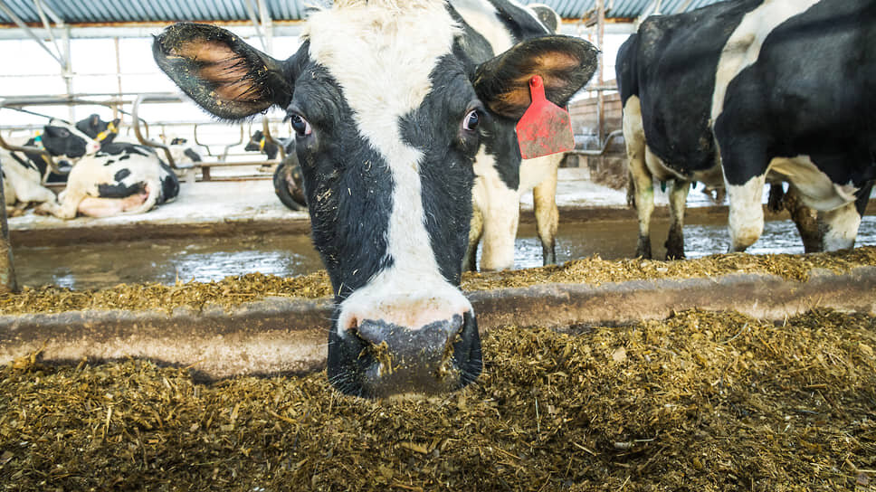 Фото: Олег Харсеев / Коммерсантъ