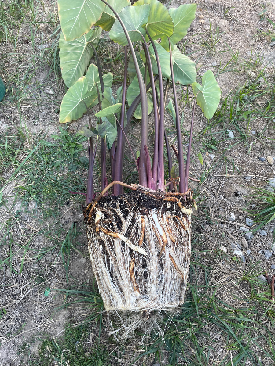 Столоны , это те самые крупные штуки желтоватого цвета . 