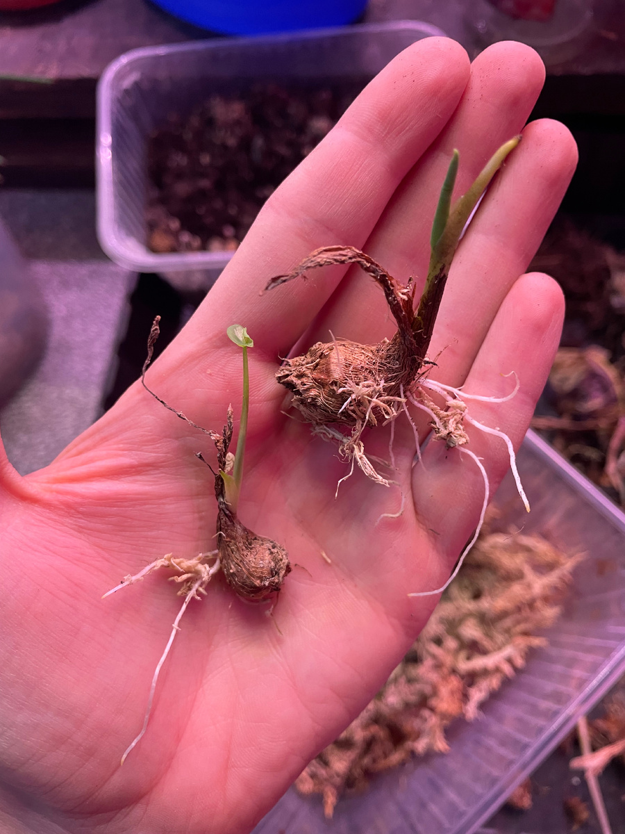 Эти крохотные листья приводят меня в восторг 🤩 