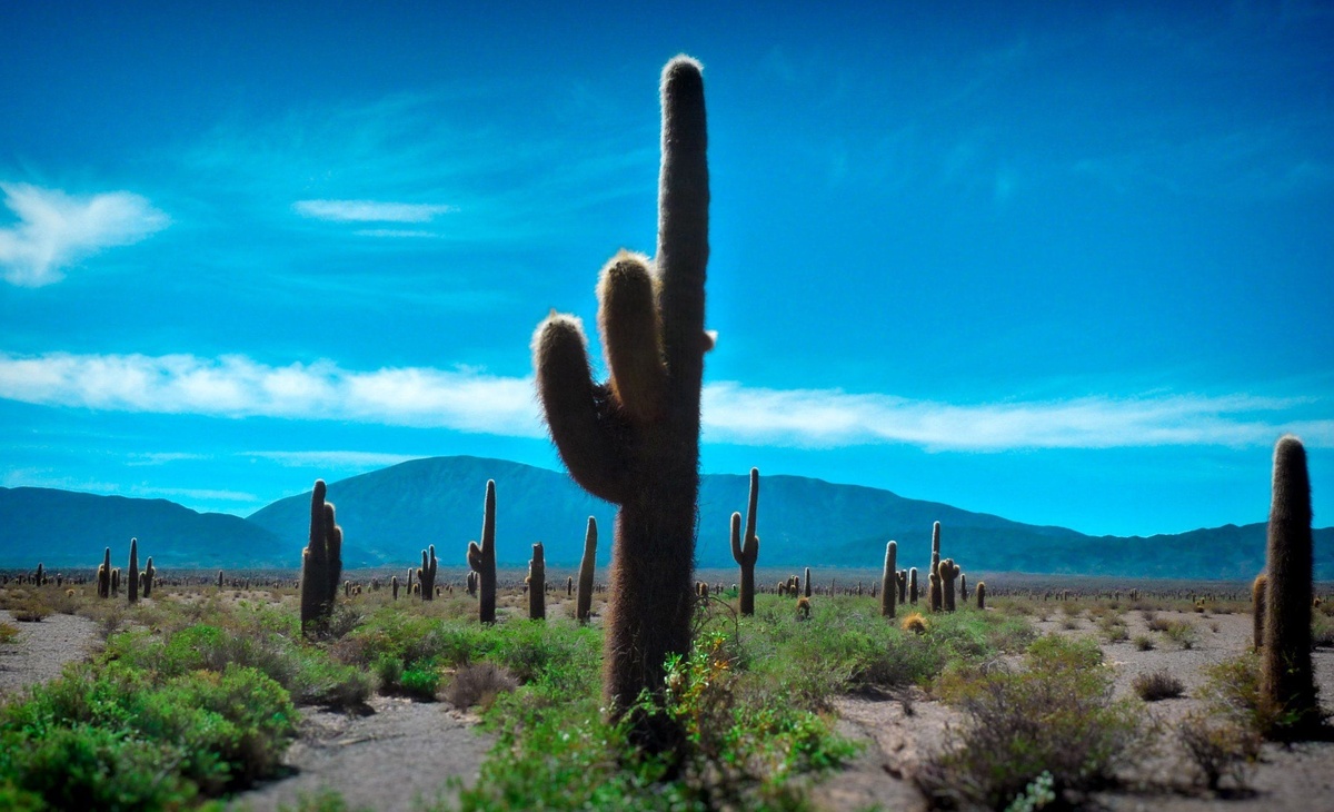 Пустыня Сонора – место действия событий 1977 года. (Фото: i.pinimg.com)