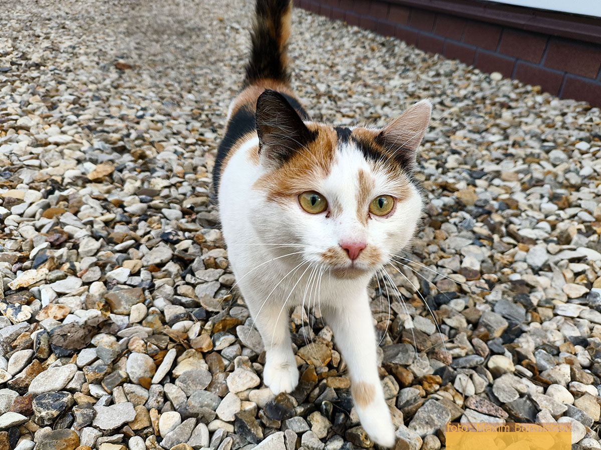 Явление кошки стало для меня очередным испытанием.