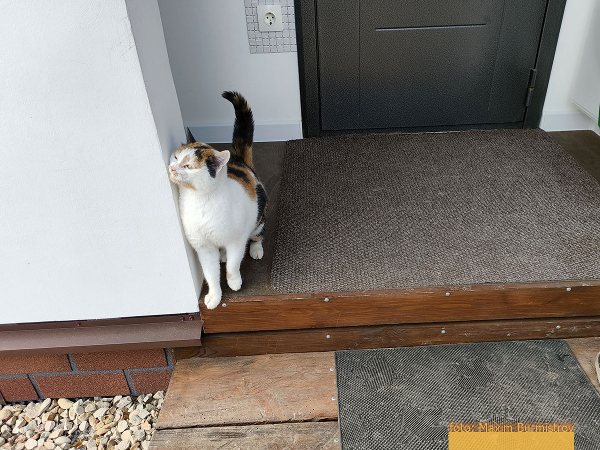 Ну просто сплошная милота и любовь в каждом «мявке».