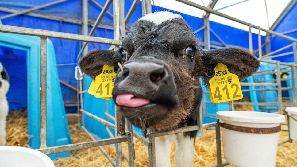 Фото: Олег Харсеев / Коммерсантъ