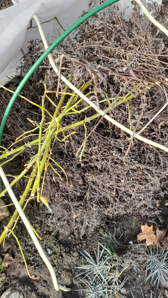 Фламментанц 