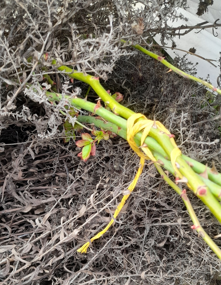 Пьер де Ронсар 