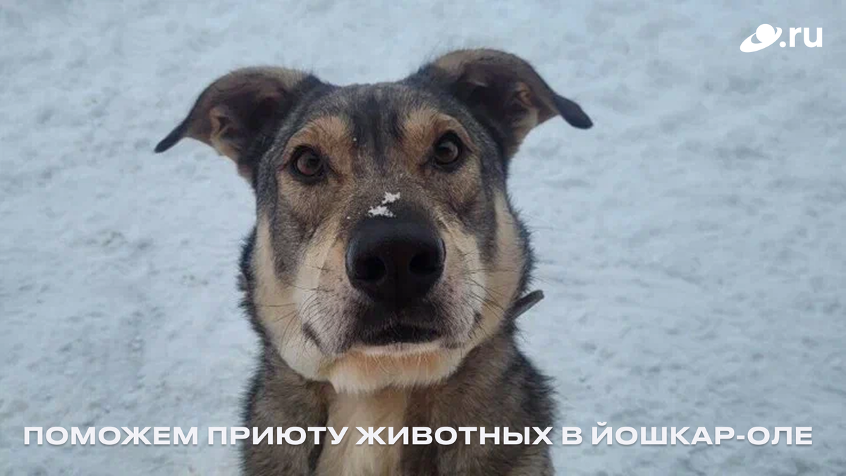 Фото: БФ Маленькие друзья с большим сердцем