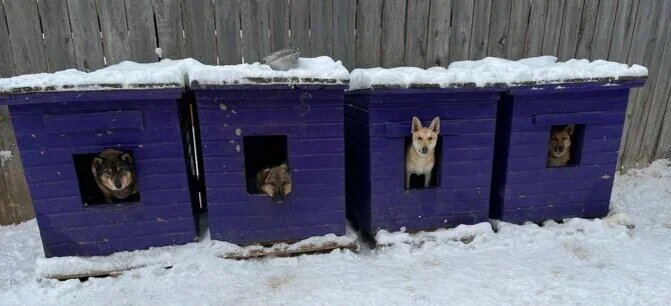 Фото: БФ Маленькие друзья с большим сердцем