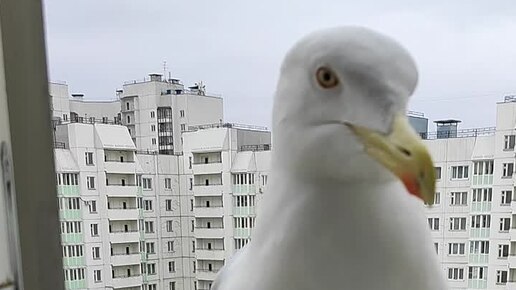 Можно терпеть долго долго. Кто то знает как долго. Ждать можно сколько угодно главное знать. Кто то знает как долго. Кто то знает как долго.