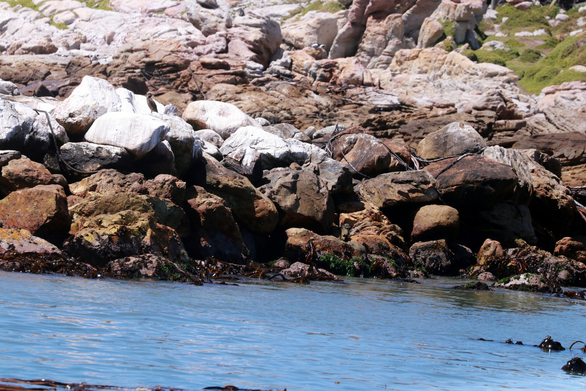 каменистый берег - дом для пингвинов